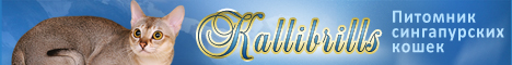 Сингапурские кошки, питомник Kallibrills