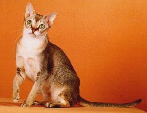 image002