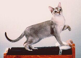 image003